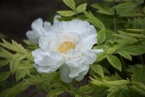 Free Stock Photo of White Tree Peony