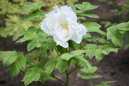Free Stock Photo of Tree Peony