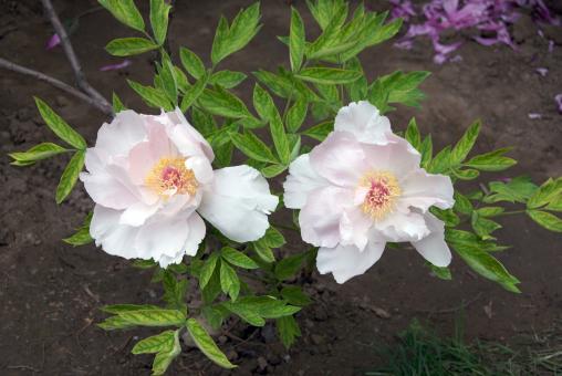 Free Stock Photo of Two White Tree Peonies