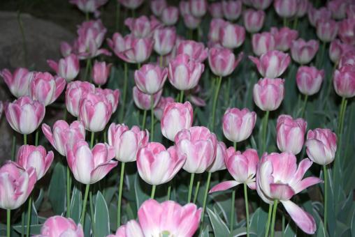 Free Stock Photo of Pink Tulips