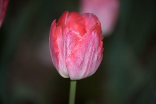 Free Stock Photo of Pink Tulip