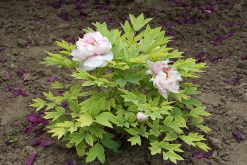 Free Stock Photo of Tree Peony
