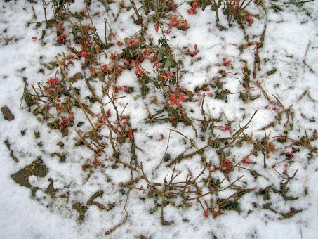 Free Stock Photo of Snow