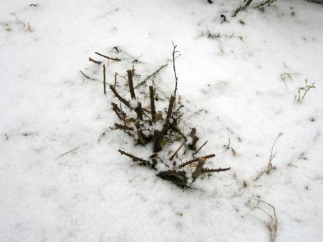 Free Stock Photo of Snow
