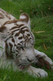 Free Stock Photo of White tiger