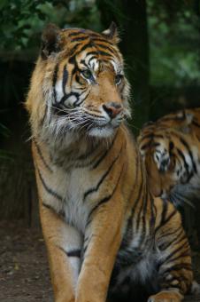 Free Stock Photo of Tiger