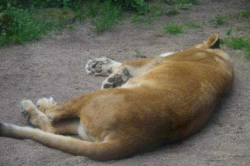 Free Stock Photo of Lioness