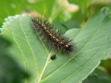 Free Stock Photo of Bug life