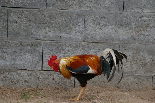 Free Stock Photo of Cock