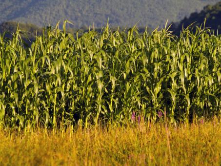 Free Stock Photo of Corn field