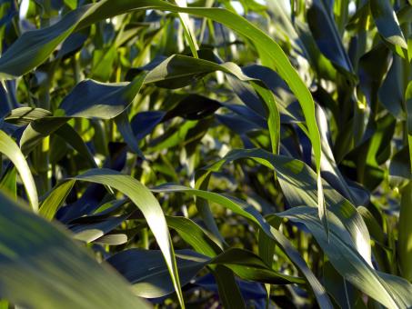 Free Stock Photo of Corn