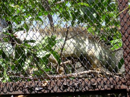 Free Stock Photo of Lizard at Surabaya Zoo