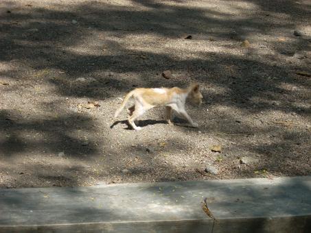 Free Stock Photo of Kitten at Surabaya Zoo