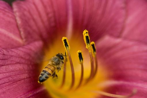 Free Stock Photo of Honeybee & Daylily