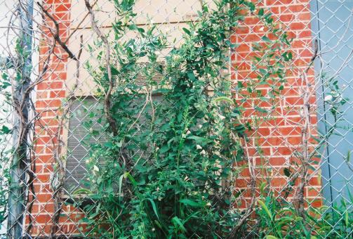 Free Stock Photo of Wild Tangle