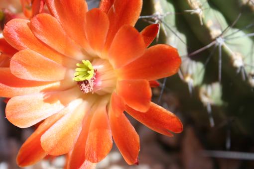 Free Stock Photo of Cactus flowers