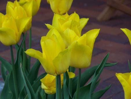 Free Stock Photo of Special dutch tulips in spring