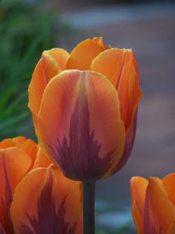 Free Stock Photo of Special dutch tulips in spring