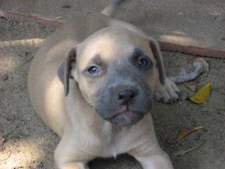 Free Stock Photo of Puppy in the dirt!