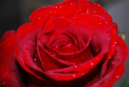 Free Stock Photo of Rose tears