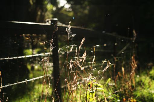 Free Stock Photo of Farm Nature