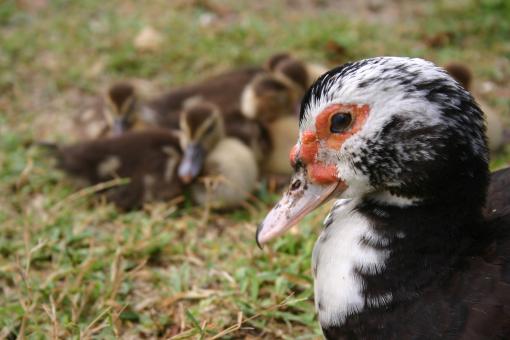 Free Stock Photo of Baby ducks