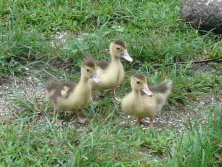 Free Stock Photo of Ducklings