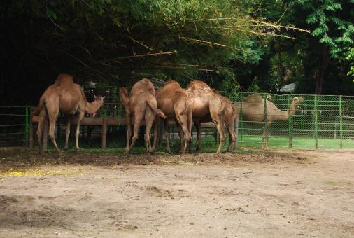 Free Stock Photo of Camels in Surabaya Zoo