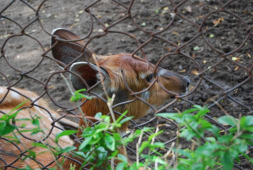 Free Stock Photo of Deer at Surabaya Zoo