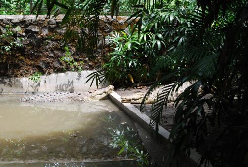 Free Stock Photo of Gators at Surabaya Zoo