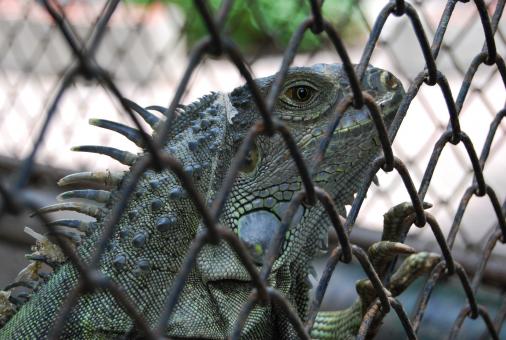 Free Stock Photo of Lizard at Surabaya Zoo