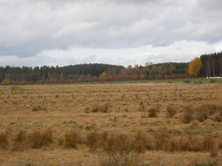 Free Stock Photo of Fall 2008 in Sweden