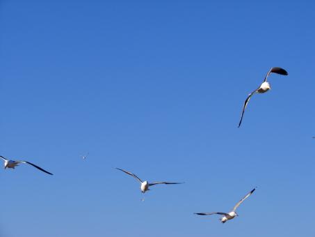 Free Stock Photo of Flight of the Seagulls