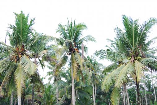 Free Stock Photo of Palm trees