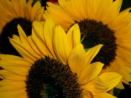 Free Stock Photo of Sunflowers