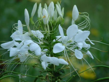Free Stock Photo of Beauty of a flower