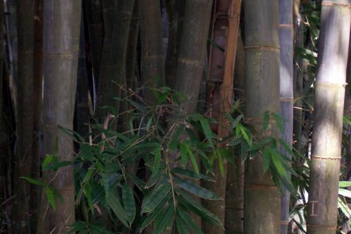 Free Stock Photo of Green Bamboo