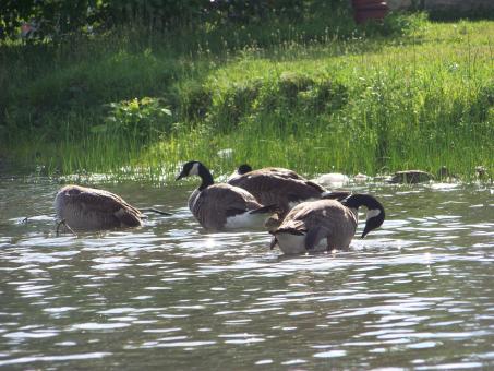 Free Stock Photo of Heard of happy geese