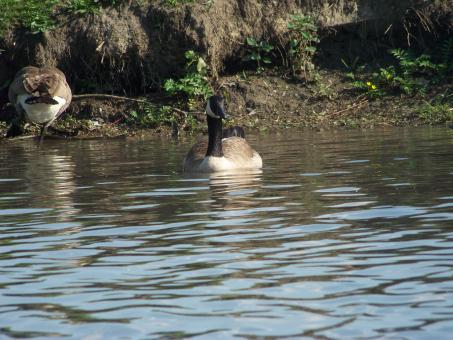 Free Stock Photo of Heard of happy geese