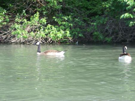 Free Stock Photo of Heard of happy Ducks