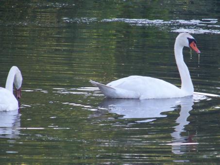 Free Stock Photo of Swans on the Lake