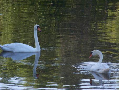 Free Stock Photo of Food seeking swans