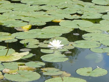 Free Stock Photo of Natural Beauty of Hidden Lake Gardens