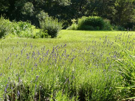 Free Stock Photo of Natural Beauty of Hidden Lake Gardens