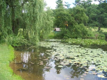 Free Stock Photo of Natural Beauty of Hidden Lake Gardens