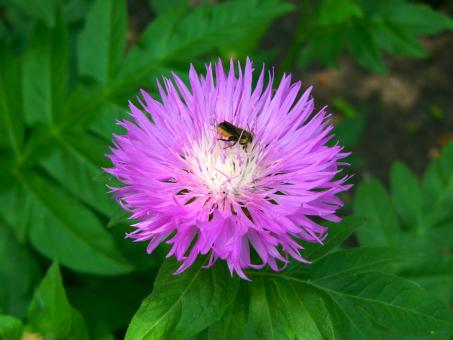 Free Stock Photo of Bee-ing