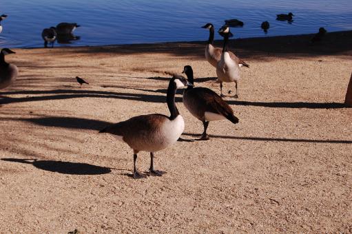 Free Stock Photo of Ducks