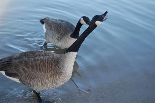Free Stock Photo of Ducks