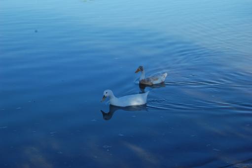 Free Stock Photo of Ducks