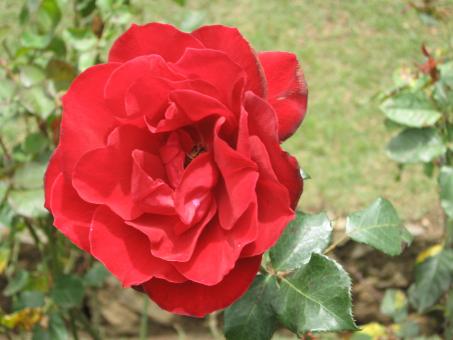 Free Stock Photo of Flower - Rose